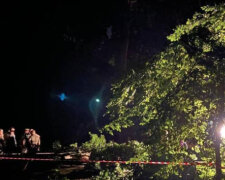 Негода забрала життя людей у Львові: дерево впало на молоду пару