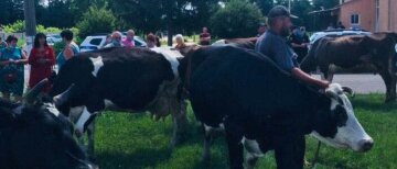 Под Харьковом коров согнали на митинг против передачи пастбищ: "Земля отдана"