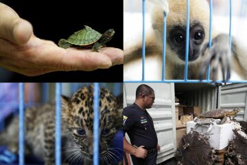 «Фельдман Экопарк» контрабандой завозит в Украину экзотических животных, - СМИ