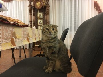 В УПЦ КП показали епархиального кота (фото)