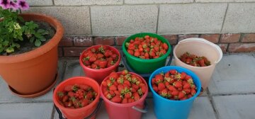 Як збільшити врожай полуниці в кілька разів: секрет кращої підгодівлі
