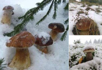 Зима, снег, грибы