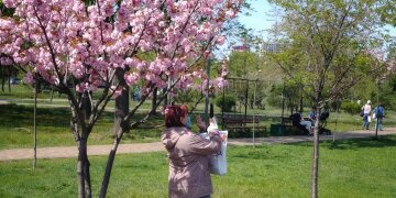 весна погода парк сакура