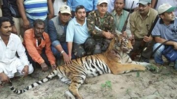 В Індії застрелили тигрицю-людожерку