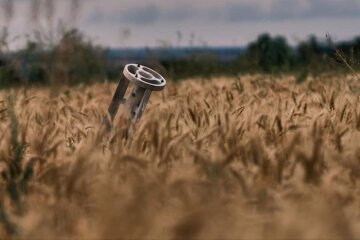 поле, пшениця, врожай, війна
