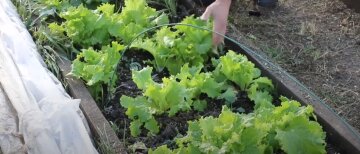 Урожай листового салата