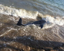 Аномальна зима звела з розуму дельфінів, на Азовському морі незбагненне: "Підпливають до берега, і..."