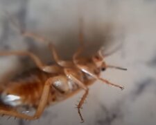 Как избавиться от тараканов: рекомендации, которые пригодятся