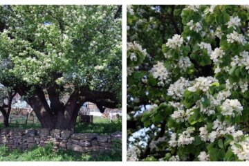 На Одещині зацвіла найстаріша груша України: фото красуні