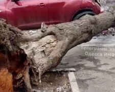 Зима разошлась не на шутку: в Одессе показали кадры последствий