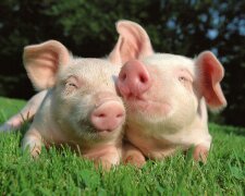 Молдова запретила украинскую свинину