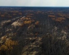 "Второй Чернобыль": в сети показали последствия лесных пожаров на Луганщине