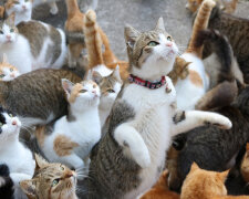 Японские кошки установили рекорд продолжительности жизни
