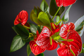 Квіти, які принесуть у ваш дім щастя: топ-5 найбільш сильних рослин
