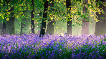Погода на майские праздники в Украине, весна, лес, цветы