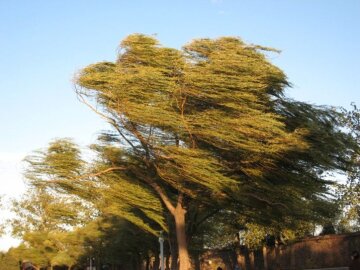 ветер-дерево