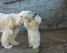 Материнская любовь медведицы покорила сеть (фото)