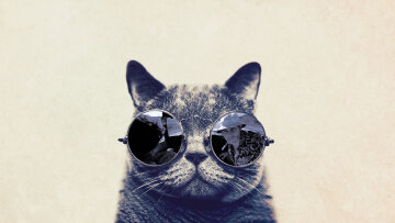 www.GetBg.net_Animals___Cats_Cat_with_glasses_Fear_in_Vegas_043896_