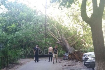 ЧП в Одессе: рухнувшее дерево перекрыло двор и раздавило машины, видео