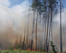 Жахливі масштаби знищення лісу росіянами на Лиманському напрямку: черговий акт екоциду