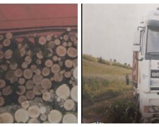 Остановили местные: мужчина незаконно срубил деревья на 170 тысяч, детали