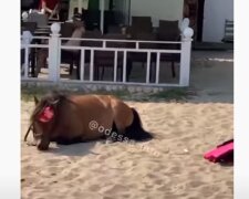"Не люди, а изверги": на пляже в Одессе бросили уставшего пони на жаре, видео