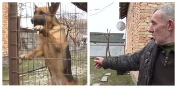 На Львівщині пес врятував свого господаря від загибелі, відео: "Якби я був в хаті..."