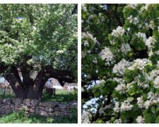 На Одещині зацвіла найстаріша груша України: фото красуні