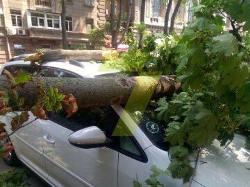 ЧП в центре Одессы: рухнувшее дерево раздавило авто туристов, «приехали на отдых с детьми»
