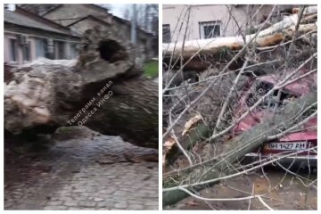 Старе дерево розчавило іномарку в Одесі, кадри: комунальники ігнорували проблему