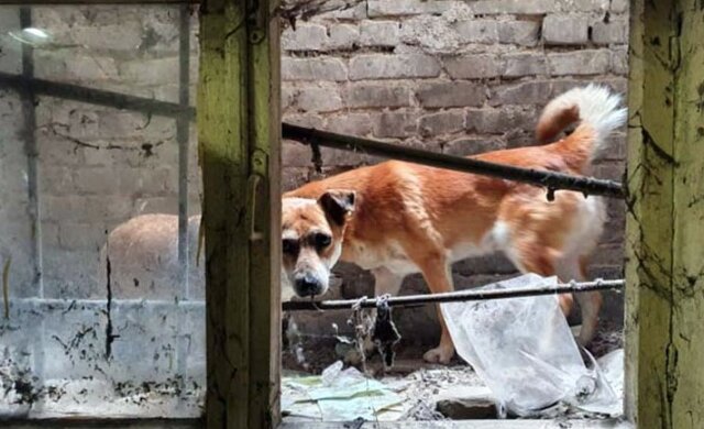 Беда случилась с четырьмя щенками в Днепре: спасатели бросились на помощь, видео