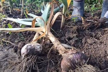 когда копать чеснок