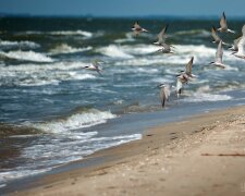 Бердянская коса море чайки