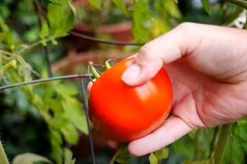 листя томатів жовтіє