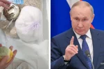 Крупа с червяками и гнилой лимон: в россии пенсионерам вручили "подарочек" от путина, видео