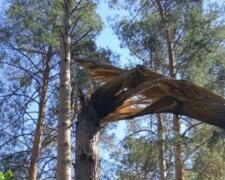 Госэкоинспекция: уничтожение россиянами части леса на Сумщине нанесло ущерб более чем на 2 млн гривен