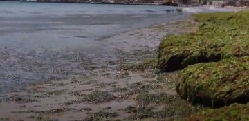 В Одессе море позеленело и превратилось в жижу: видео происходящего