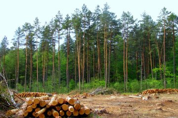 Знищення лісів в Україні: стало відомо про колосальні втрати за минулий рік