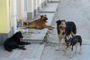 Планы и реальность: почему киевский приют не спасет бездомных животных