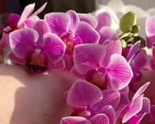 Цвітіння орхідеї