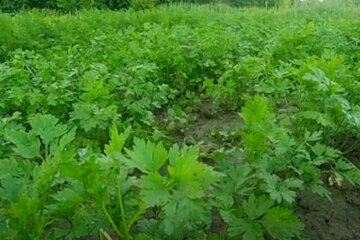 Петрушка на огороде