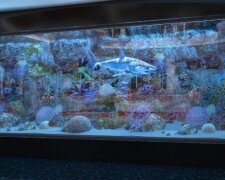 Днепровский чиновник задекларировал аквариум за полтора миллиона