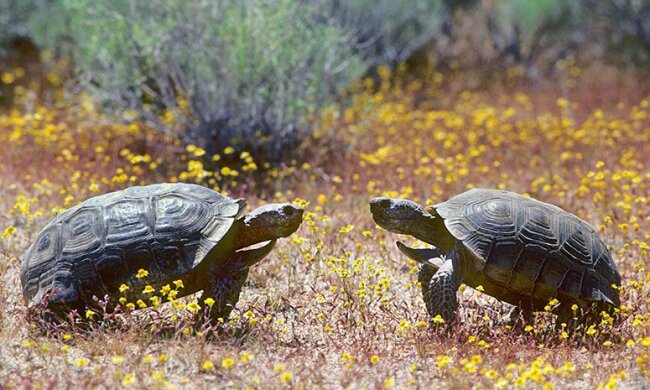 пустынные черепахи