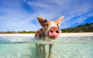свинья, пляж