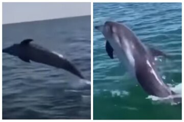 Дельфіни підпливли до самого берега в Одесі, яскраве відео: поки немає відпочиваючих