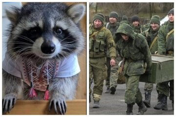 "У списки на обмін": окупанти похвалилися крадіжкою єнота, українці вимагають повернути тваринку