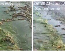 Чорне море в Одесі стає зеленим, місцеві діляться кадрам: "Обходьте узбережжя"