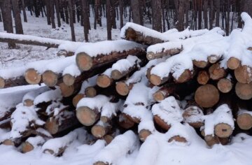 В Киеве незаконно вырубают деревья прямо "под носом" у полиции: "Почти каждую ночь вывозят..."