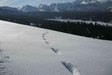 следы, снег