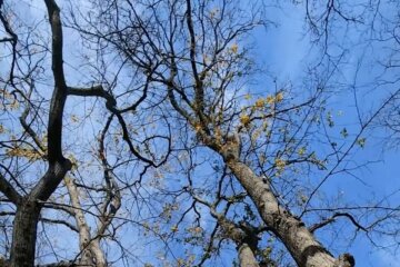 Прогноз погоды на неделю с 3 по 9 ноября в Запорожье.